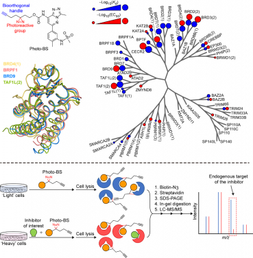 Development of a novel chemical proteomics platform for comprehensive evaluation of bromodomain inhibitors in living cells